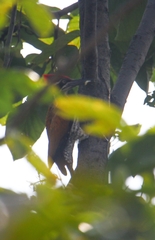 Chrysocolaptes guttacristatus