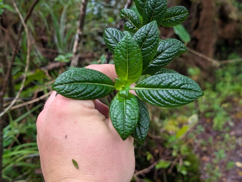 Geniostoma waialealae observed 2026-06-25