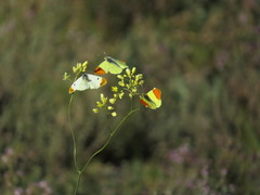 Anthocharis euphenoides