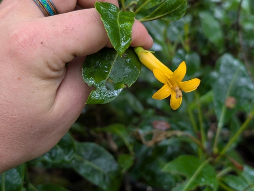 Scaevola glabra observed 2026-06-25
