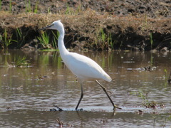 Egretta garzetta