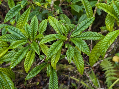 Cyrtandra longifolia observed 2026-06-25