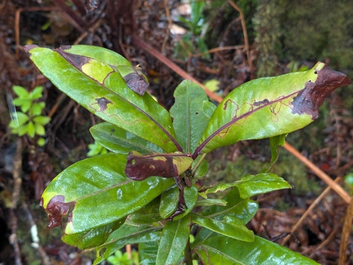 Myrsine lessertiana observed 2026-06-25
