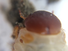 Pericoptus truncatus