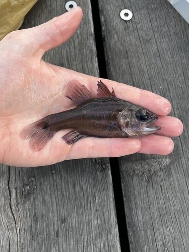 Palebar cardinalfish (Ostorhinchus pallidofasciatus) — Apogonidae — 3