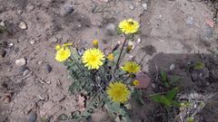 Taraxacum officinale