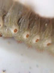 Pericoptus truncatus