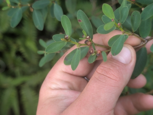 Euphorbia atrococca observed 2026-06-25