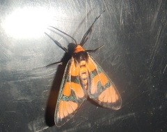 Amata pactolina