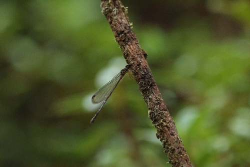 Megalagrion adytum, 2026-06-25