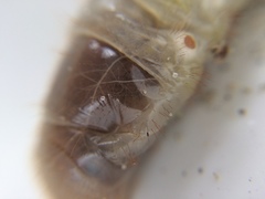 Pericoptus truncatus