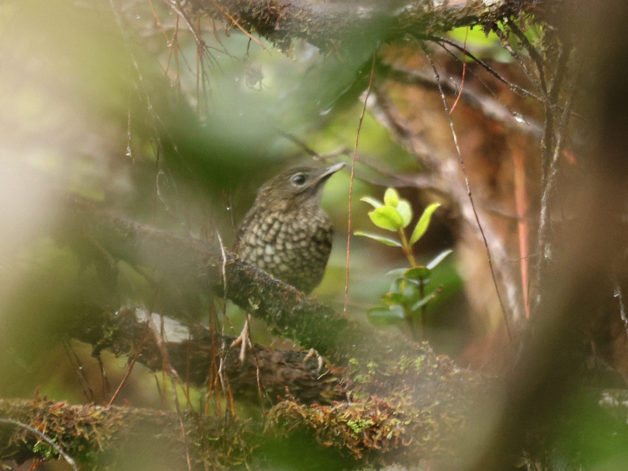 Puaiohi (Myadestes palmeri), photo 1
