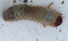 Pericoptus truncatus