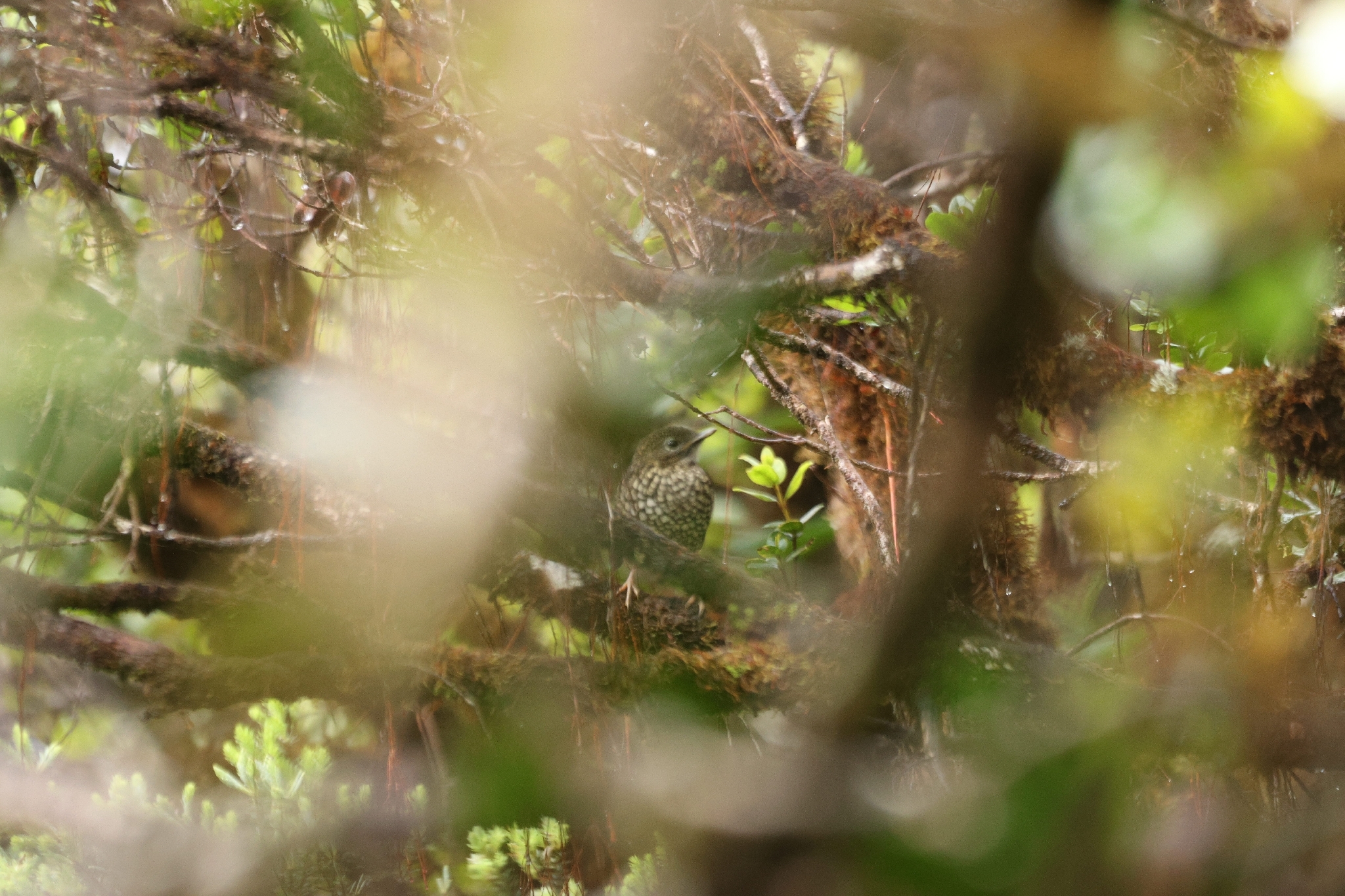 Puaiohi (Myadestes palmeri), photo 5