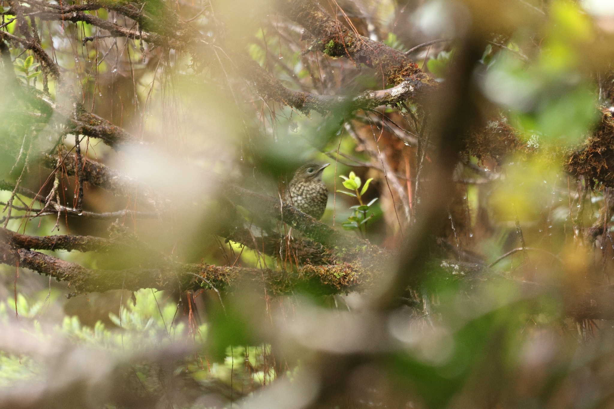 Puaiohi (Myadestes palmeri), photo 7