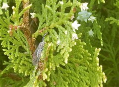 Phaeostigma