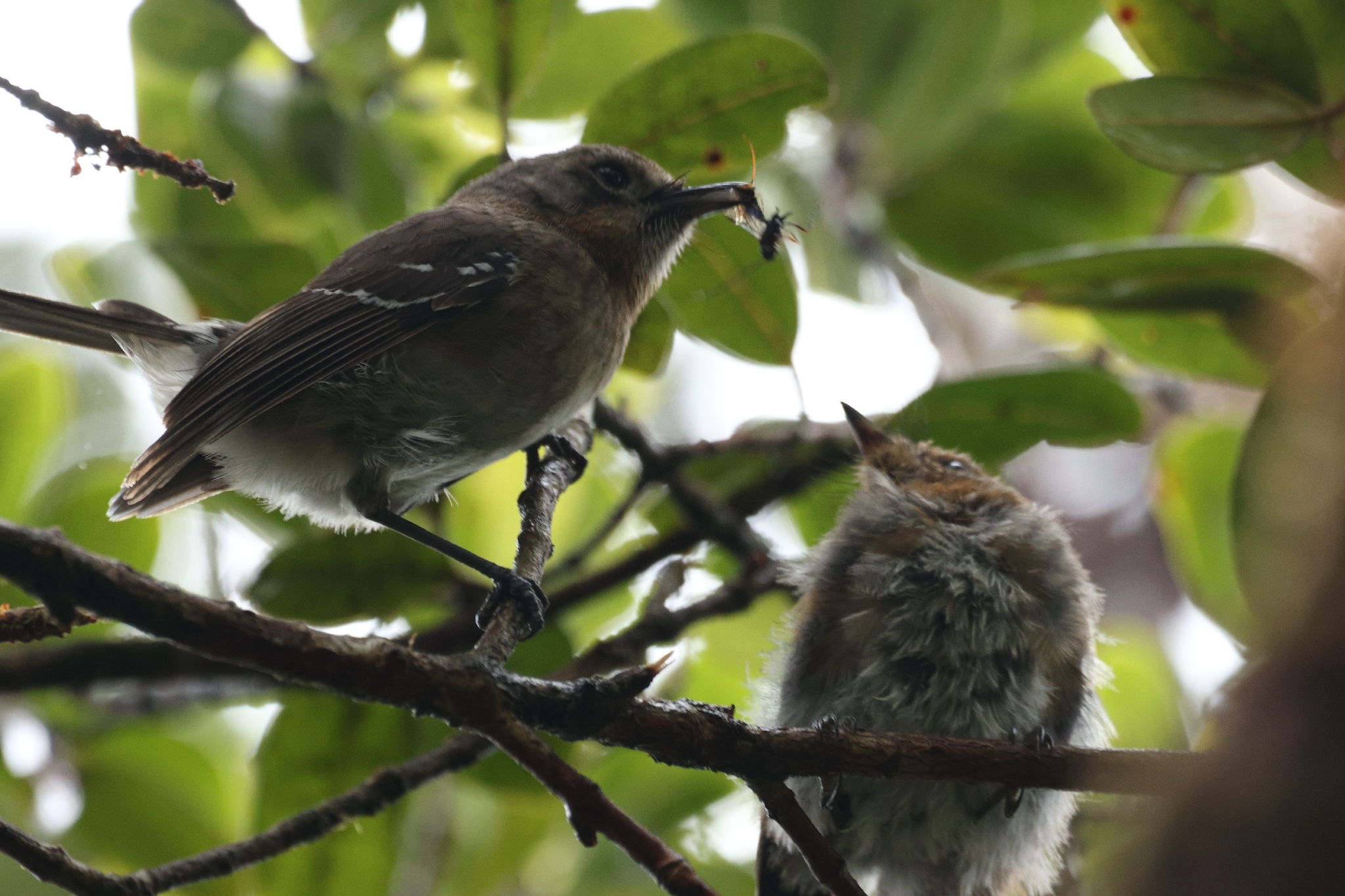 Kauai Elepaio (Chasiempis sclateri), photo 8