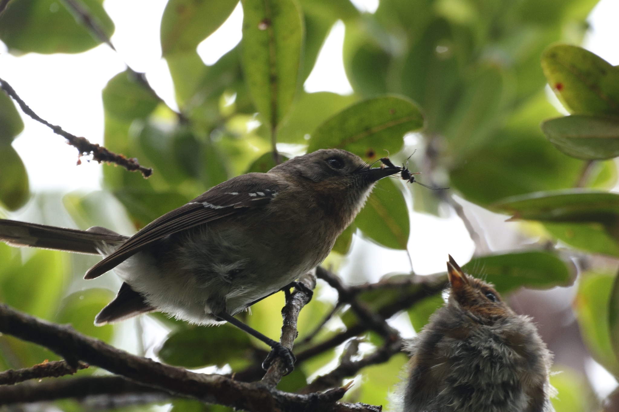Kauai Elepaio (Chasiempis sclateri), photo 10