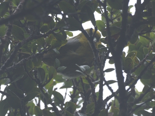 Akekee (Loxops caeruleirostris)