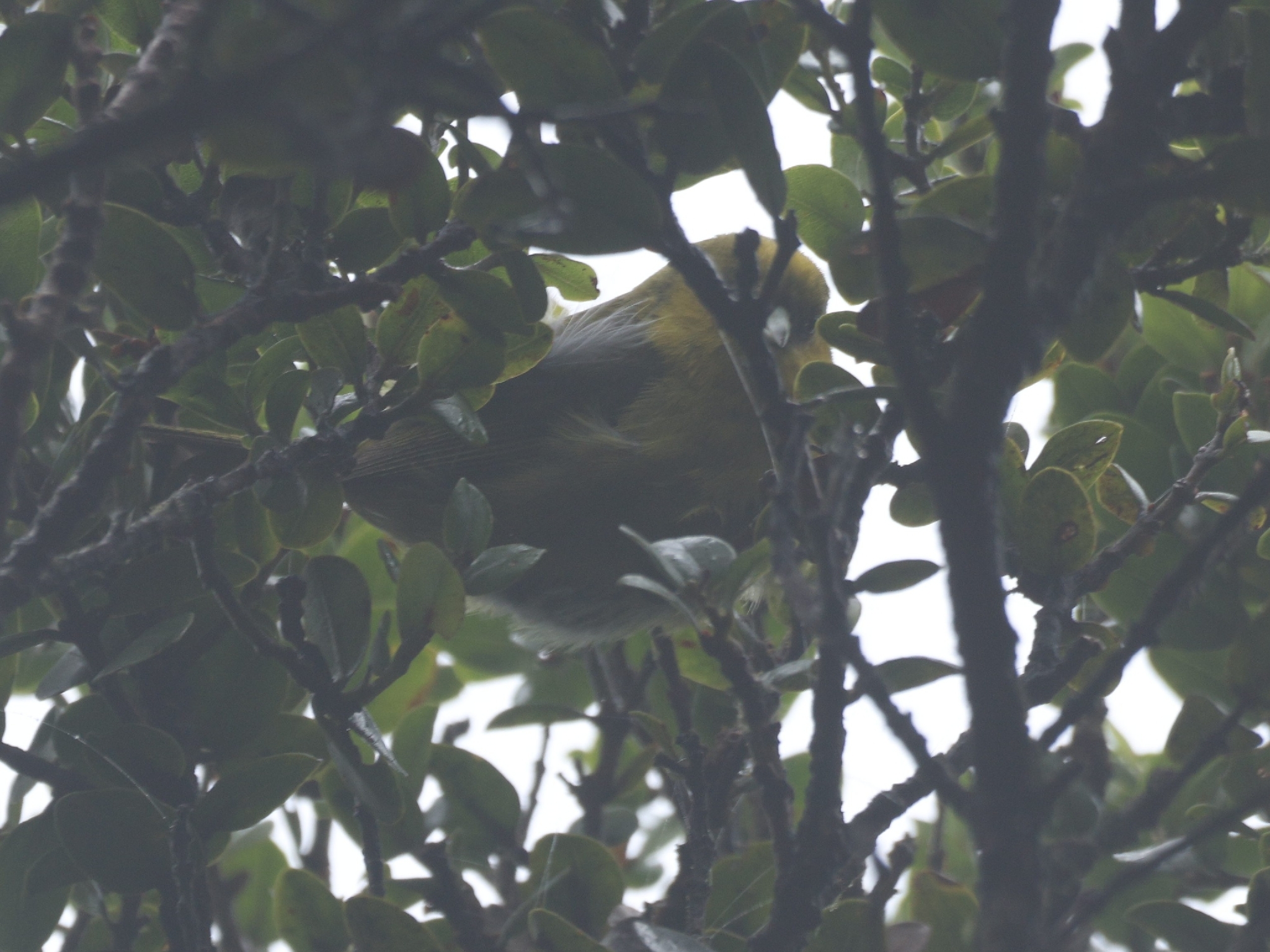Akekee (Loxops caeruleirostris), photo 1