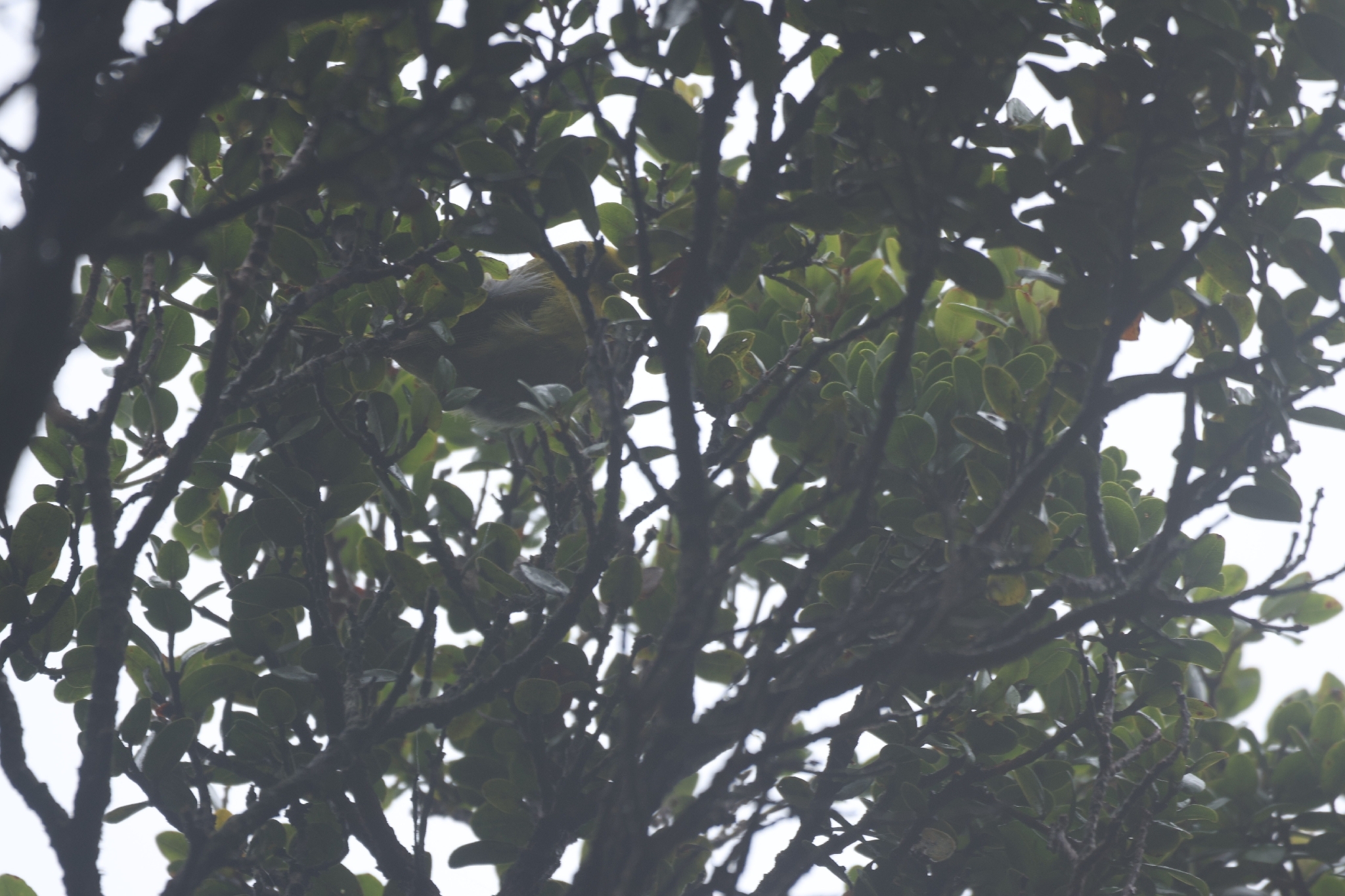Akekee (Loxops caeruleirostris), photo 2