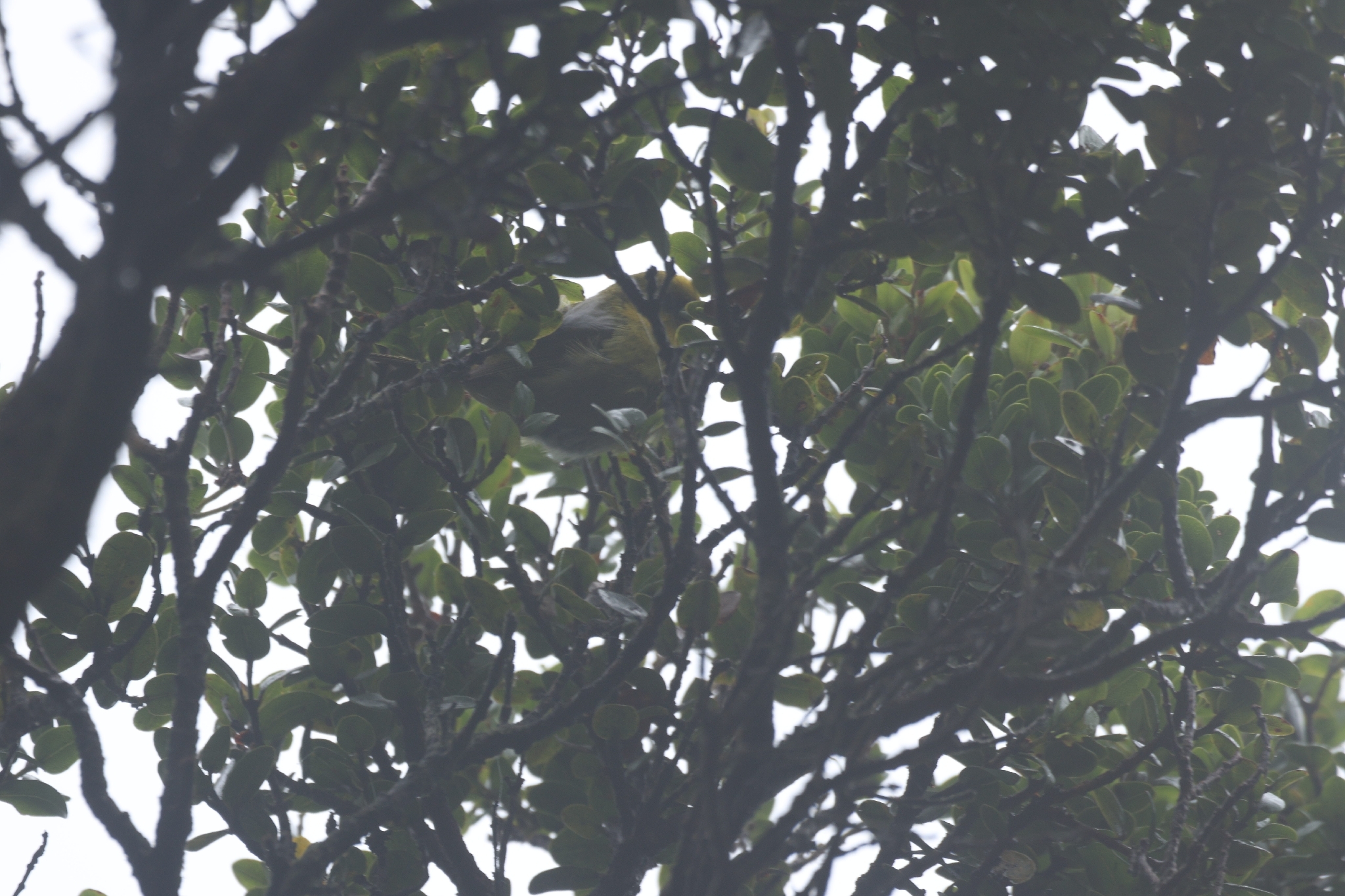 Akekee (Loxops caeruleirostris), photo 5