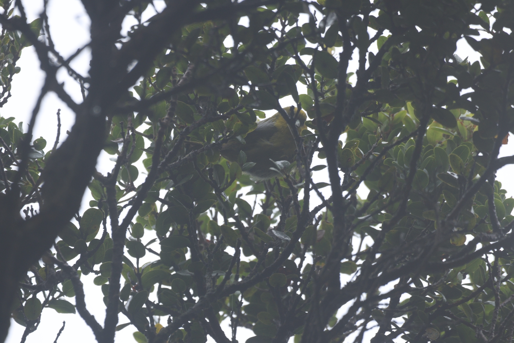 Akekee (Loxops caeruleirostris), photo 6