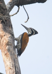 Chrysocolaptes guttacristatus