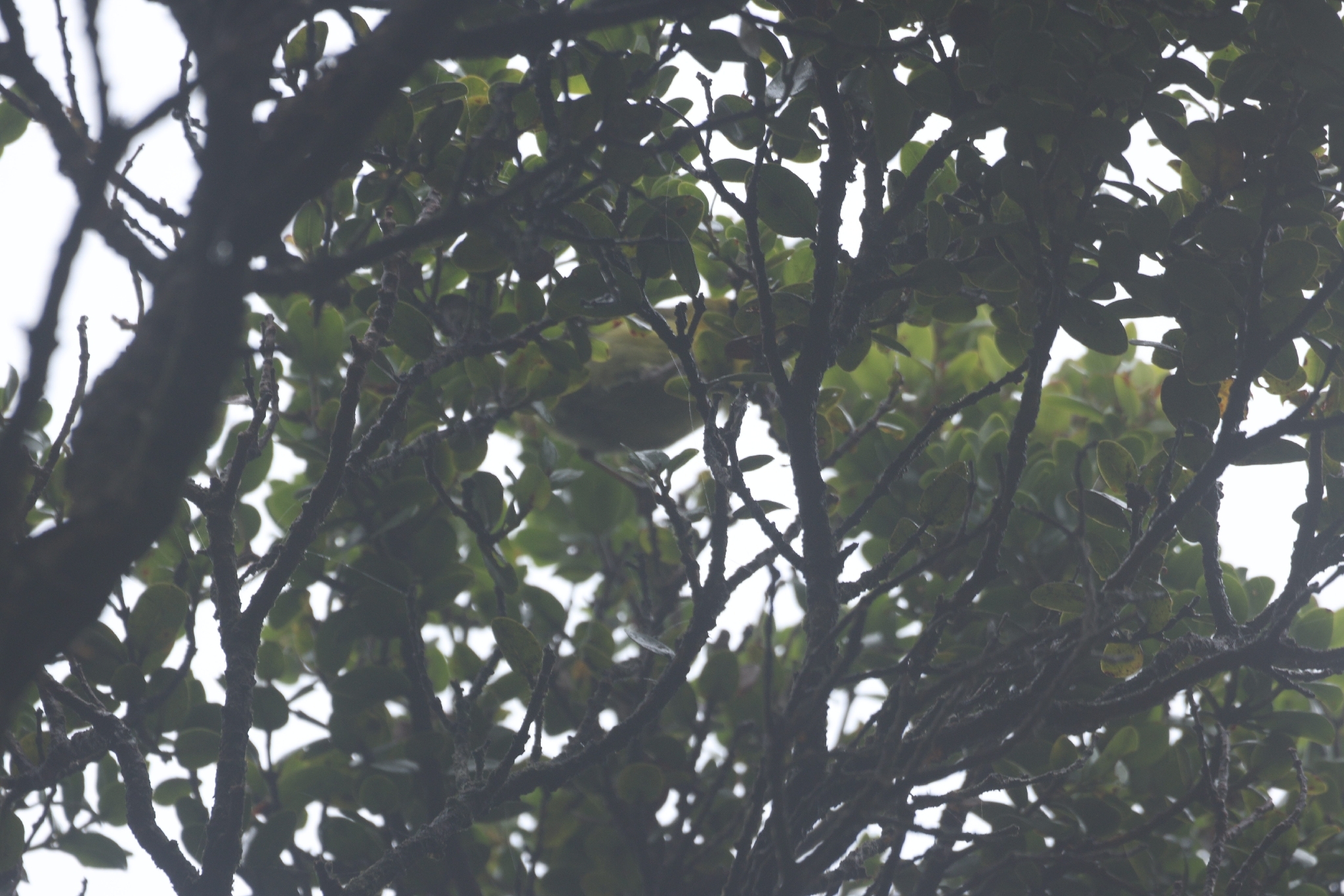 Akekee (Loxops caeruleirostris), photo 7