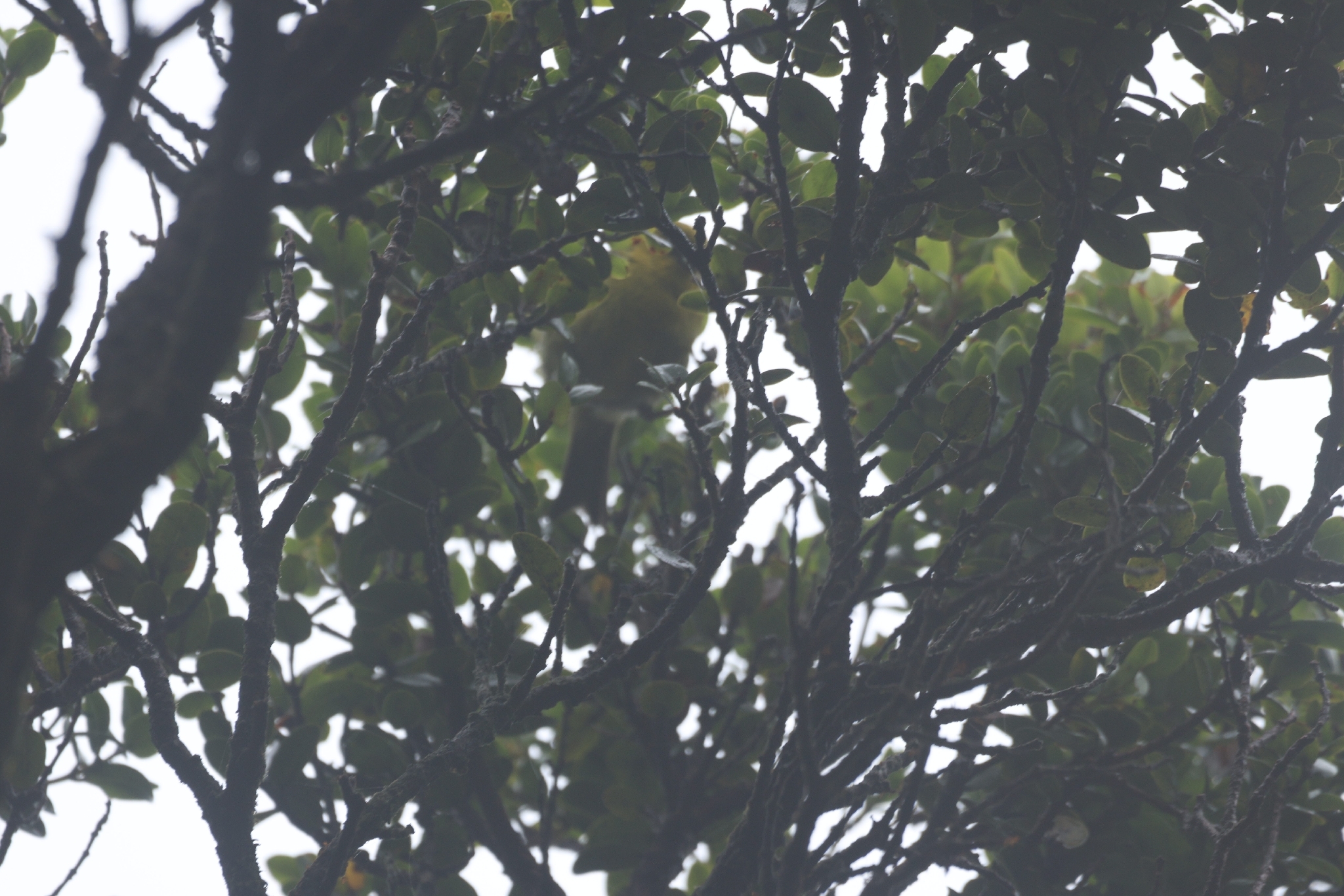 Akekee (Loxops caeruleirostris), photo 8