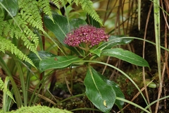 Hydrangea arguta, photograph Damien Wallace, CC0, iNaturalist via GBIF