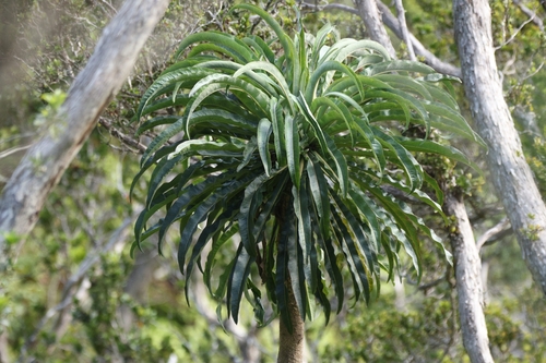 Cyanea leptostegia observed 2026-06-25