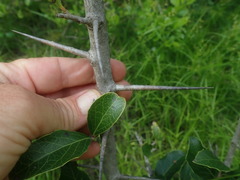 Scolopia zeyheri