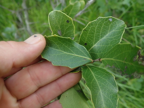 Scolopia zeyheri, photograph 2