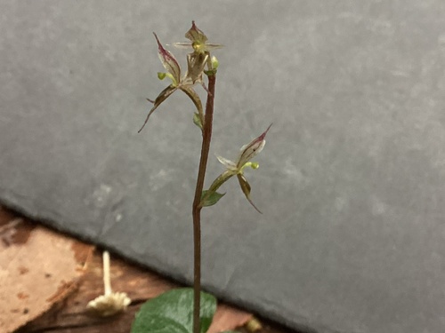 small mosquito-orchid
