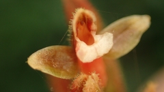 Erythrodes