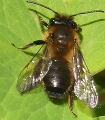 Andrena scotica