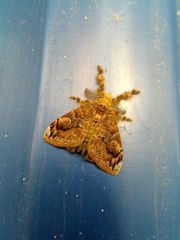 Lepidoptera