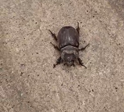 Iberian rhinoceros beetle