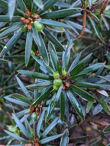 Cyathodes glauca, photograph 3