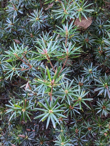 Cyathodes glauca, photograph 4