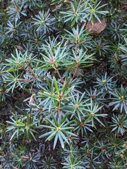 Cyathodes glauca, photograph (c) Nina Kerr, some rights reserved (CC BY)
