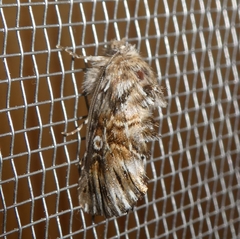 Omphalophana antirrhinii