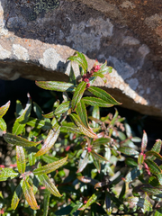Gaultheria hispida, photograph (c) Corey O'Brien, some rights reserved (CC BY)