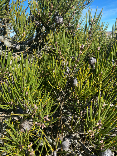 Hakea lissosperma