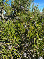 Hakea lissosperma