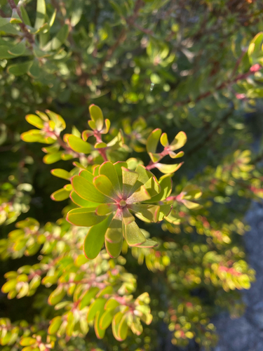 Persoonia gunnii