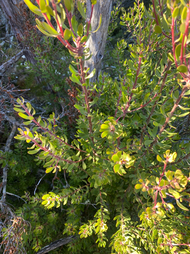 Persoonia gunnii, photograph 3