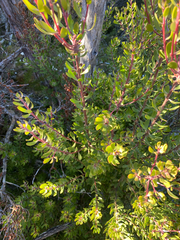 (c) Corey O'Brien, some rights reserved (CC BY) Persoonia gunnii, photograph (c) Corey O'Brien, some rights reserved (CC BY)