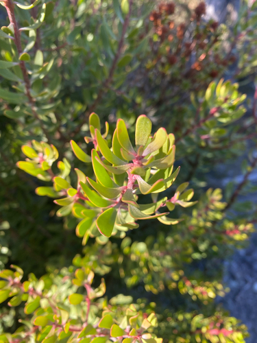 Persoonia gunnii, photograph 2